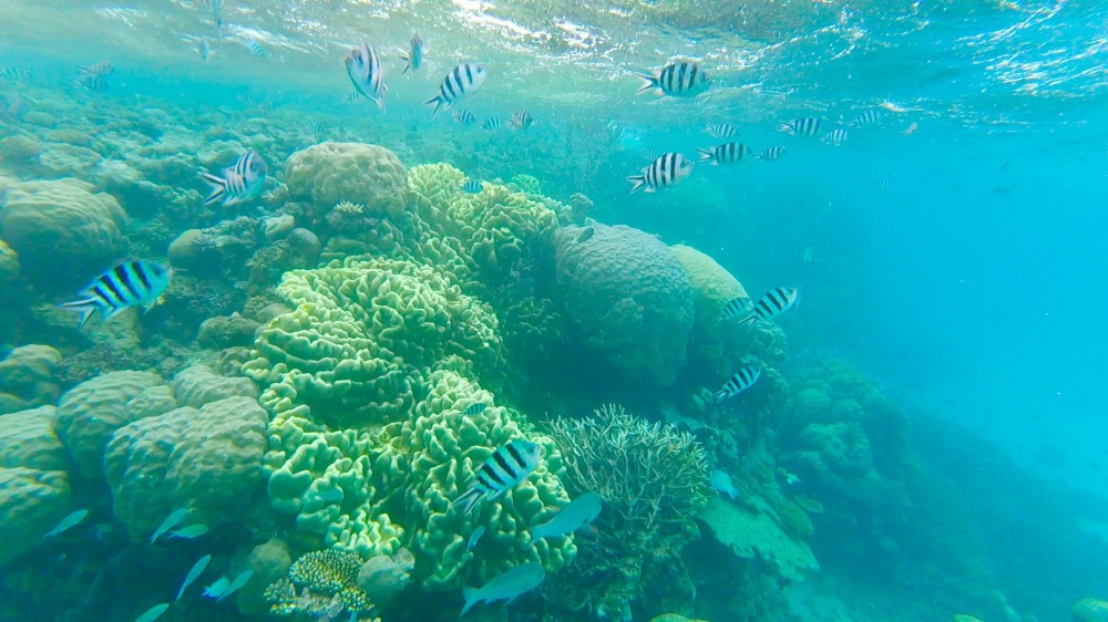 Clear ocean water, beautiful coral, and striped fish in the Outer Great Barrier Reef