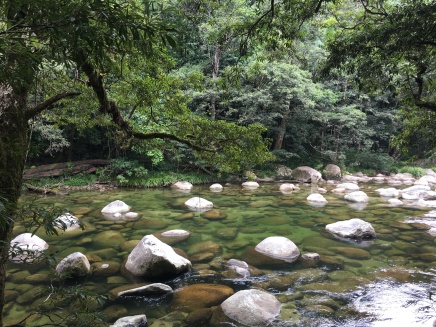 Clear river stream surrounded by forest at Mossman Gorge